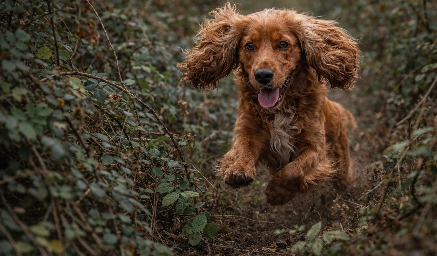 Englischer Cocker Spaniel Jagdhund stöbernder Hund