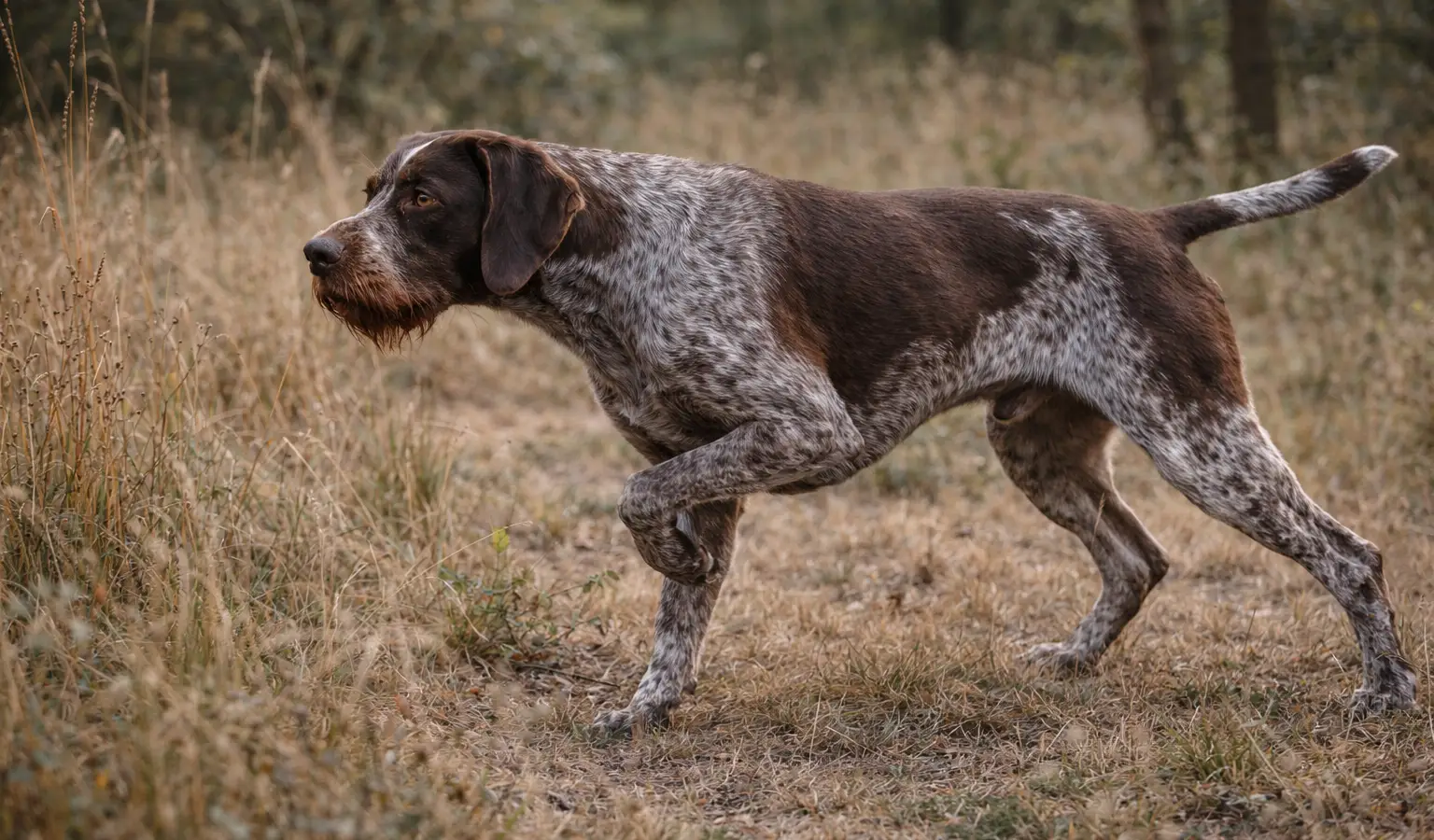 German Wirehaired Pointer hunting dog