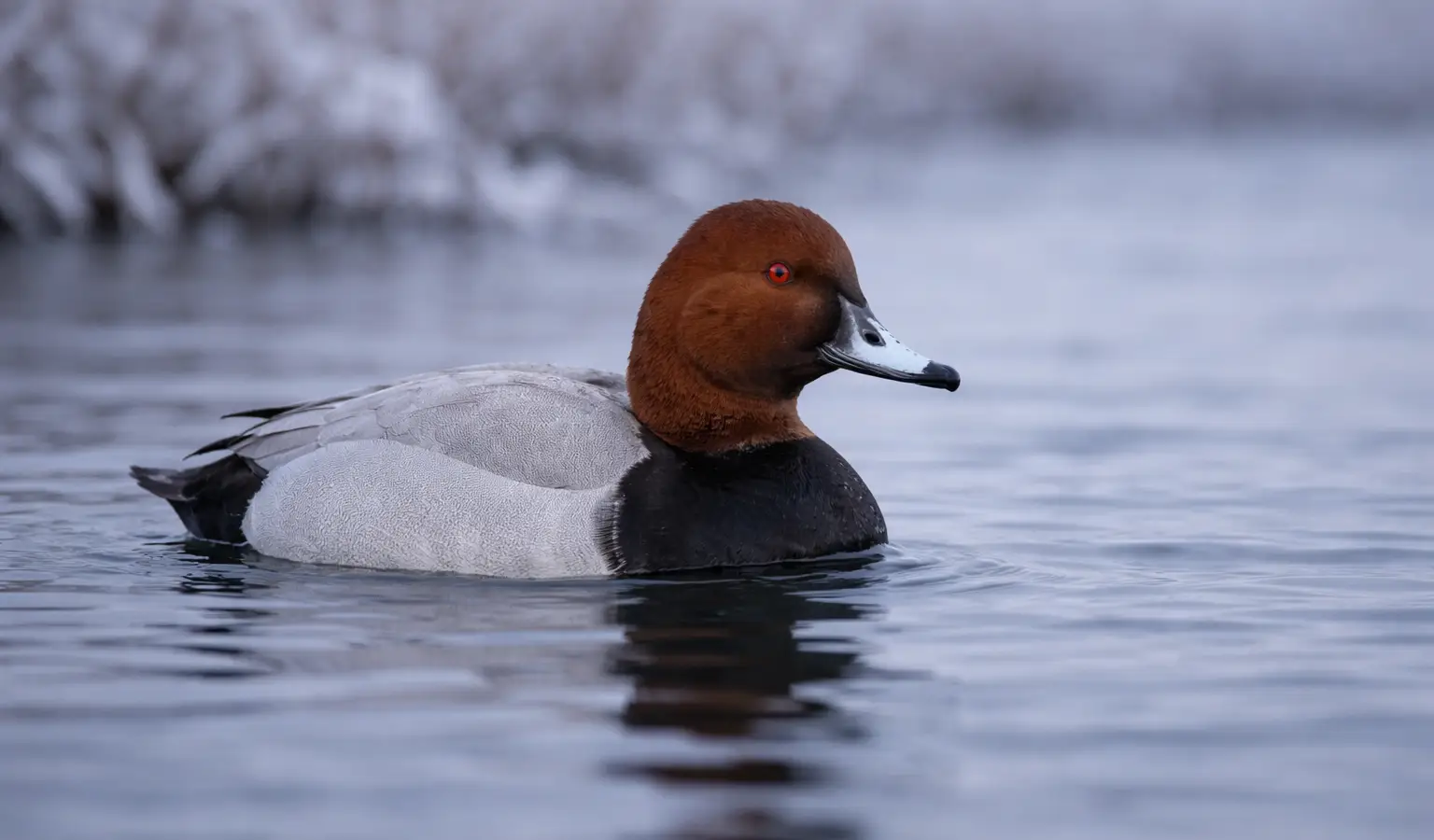Porrón europeo pato buceador en lago
