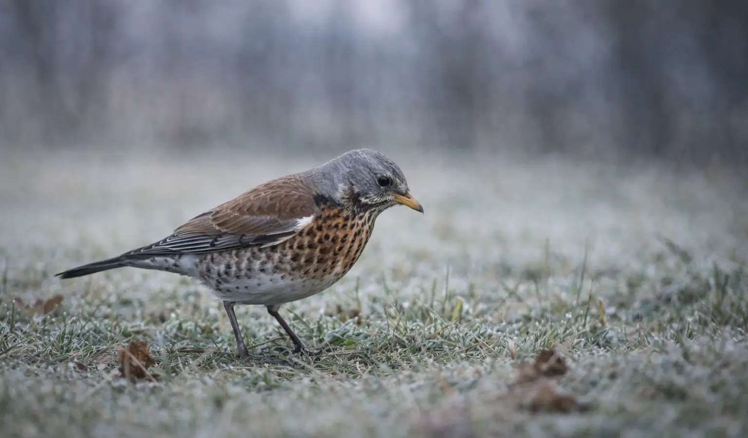 Wacholderdrossel Zugvogel auf Wiese