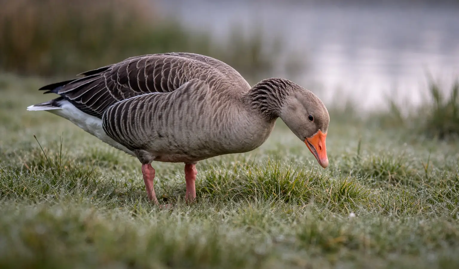 Wildgans Wasserwild auf Feuchtwiese