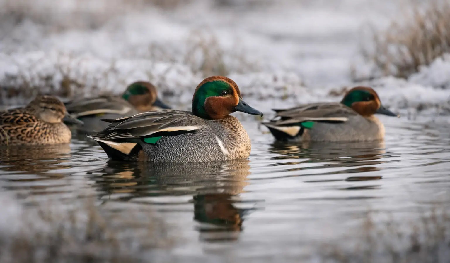 Krickente Wasserwild Kleinwild