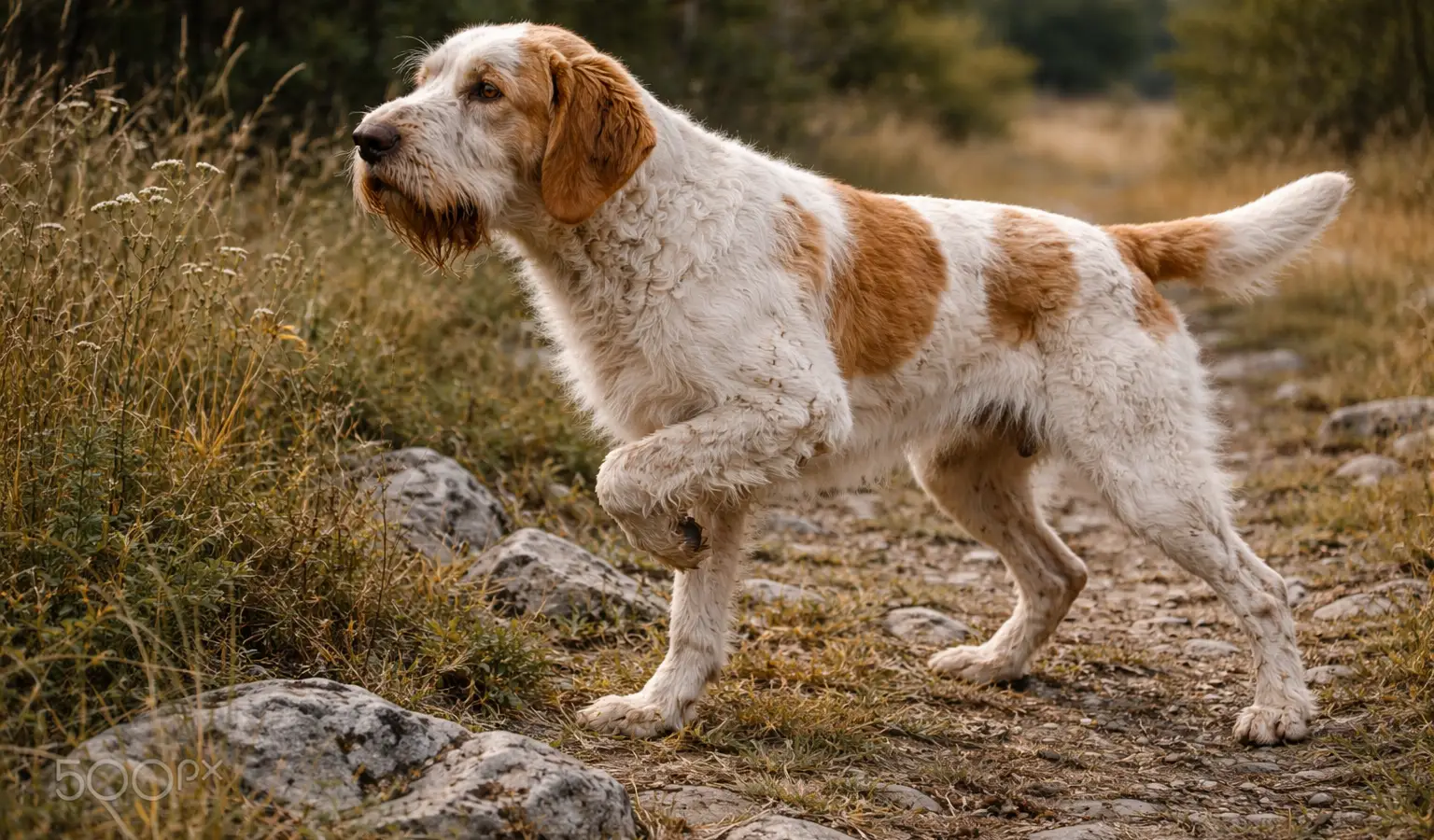 Italian Spinone hunting dog pointing breed