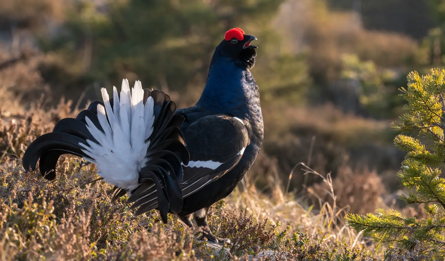 Black grouse small game bird in mountain moorland