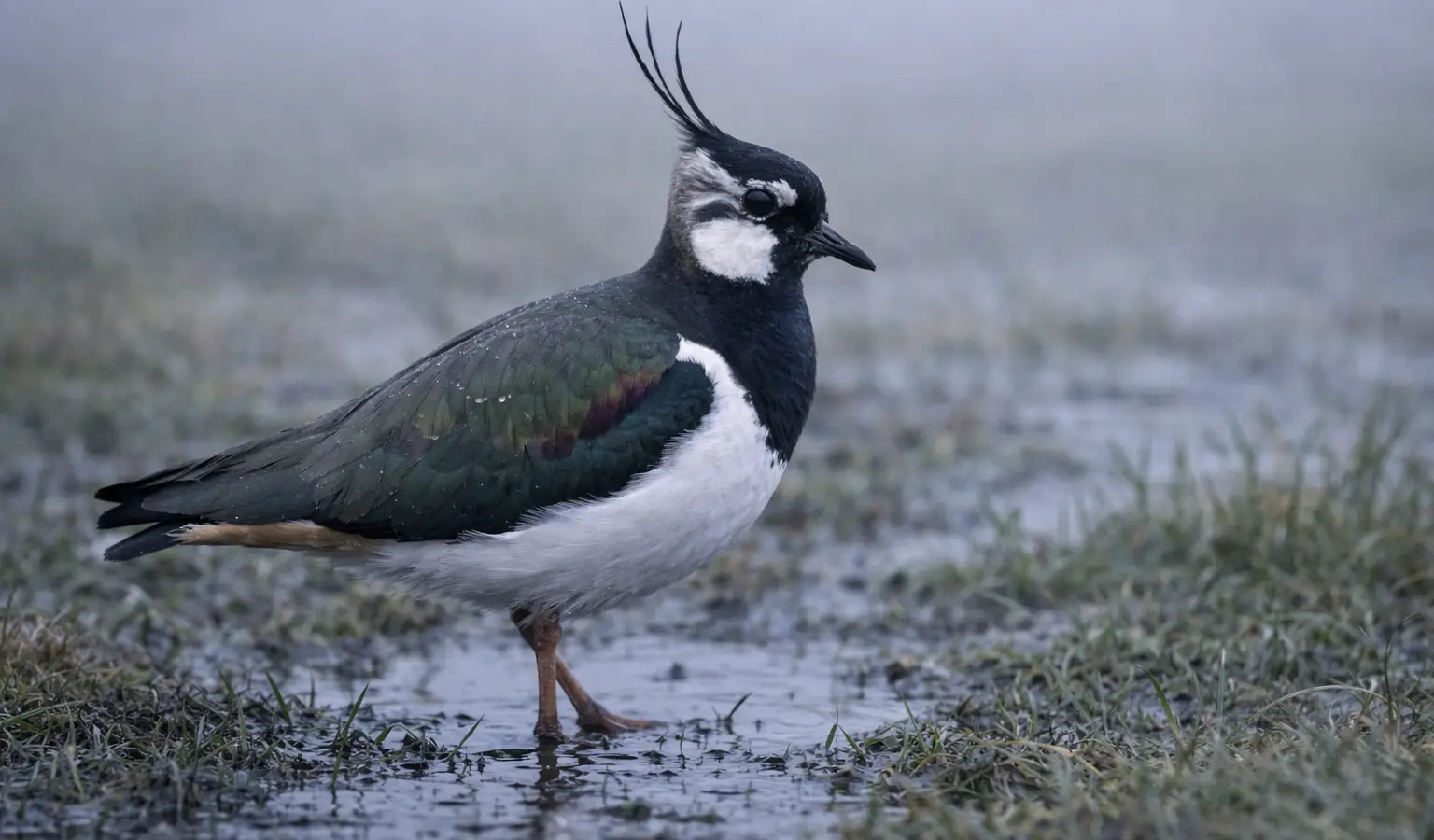 Avefría europea ave de humedal en pradera