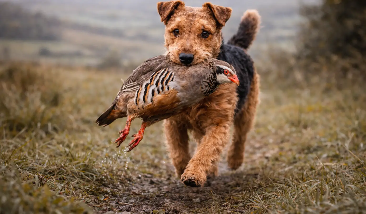 Welsh Terrier, terrier compacto negro y fuego con barba marcada
