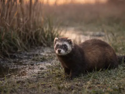 Turón europeo depredador en pradera húmeda