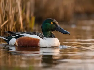 Pato cuchara ave acuática de caza en humedal