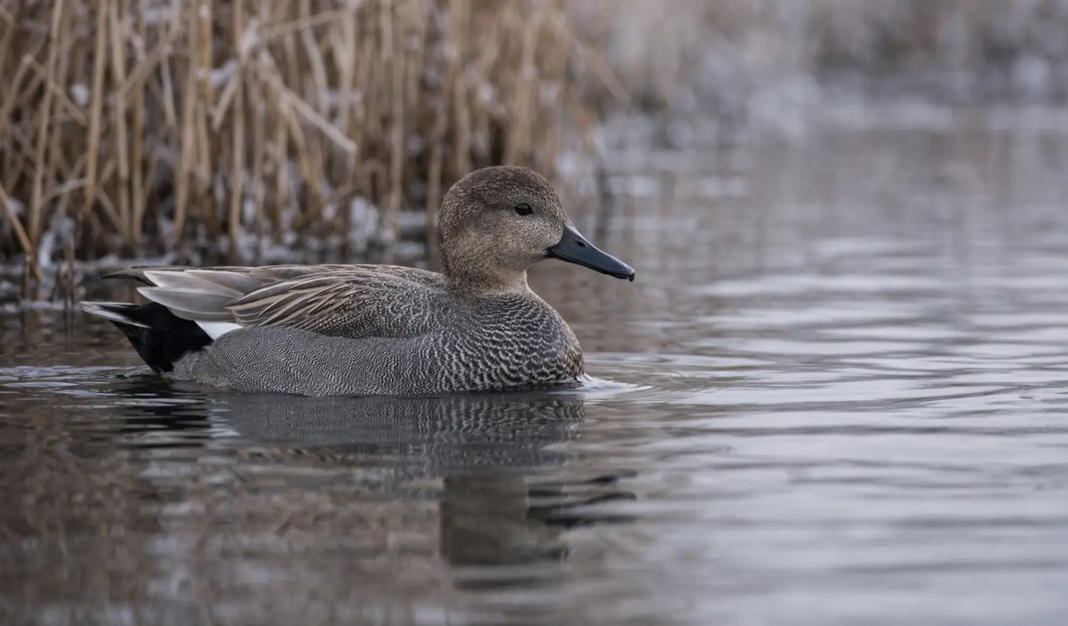 Gadwall waterfowl on calm water