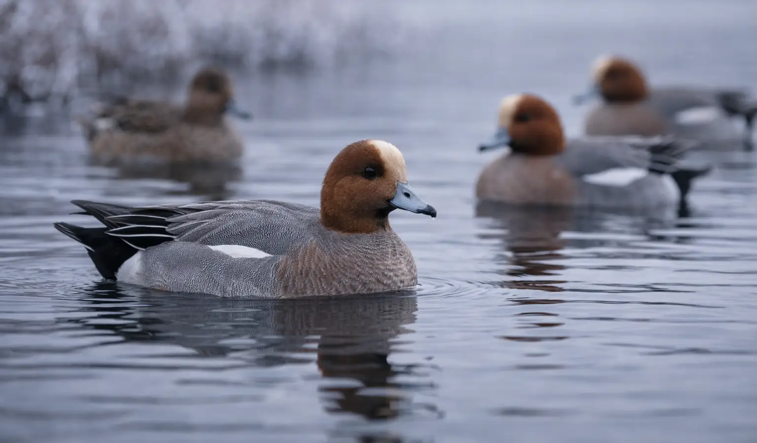 Eurasian wigeon waterfowl on wetland