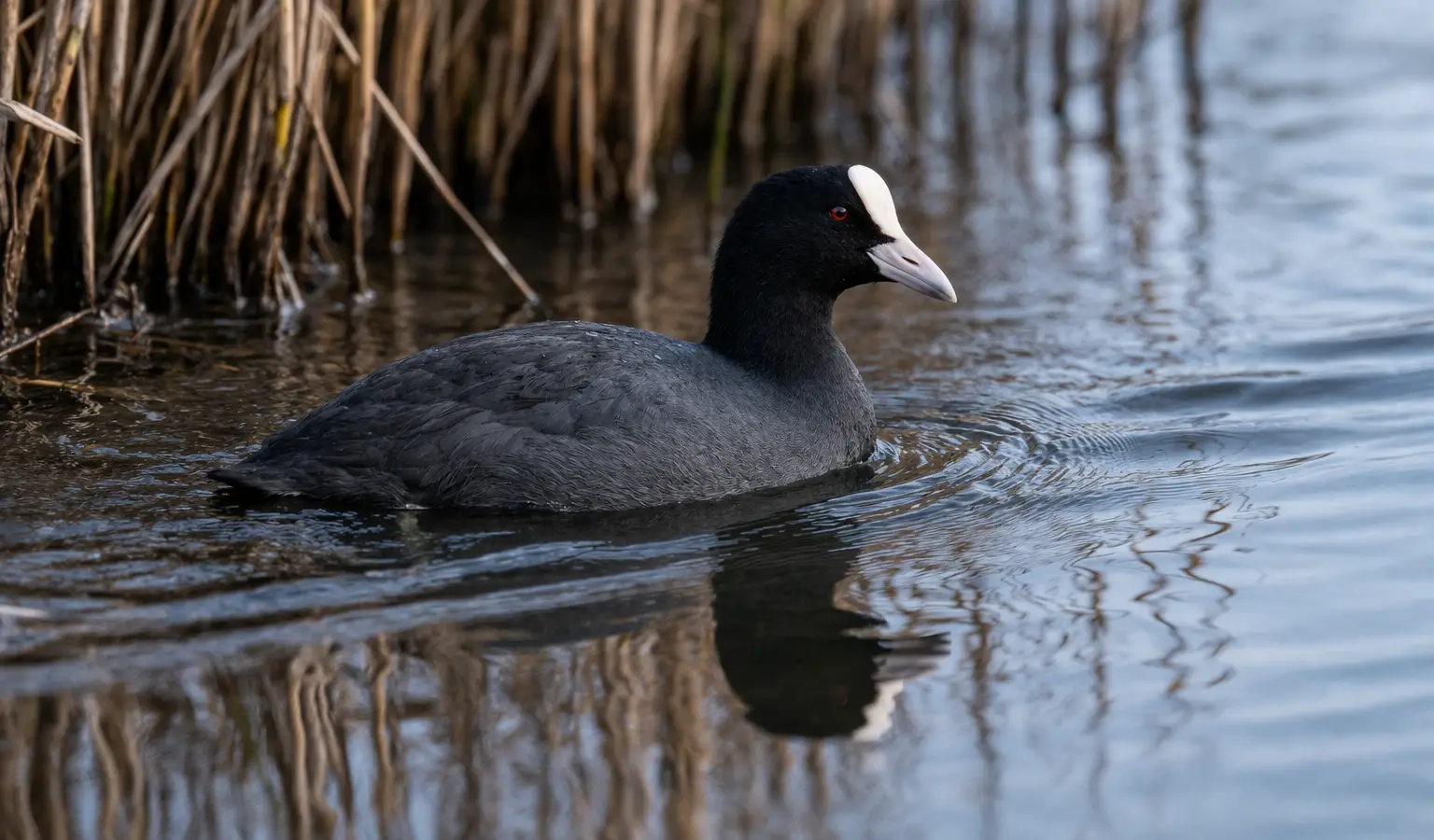 Focha común ave acuática en estanque
