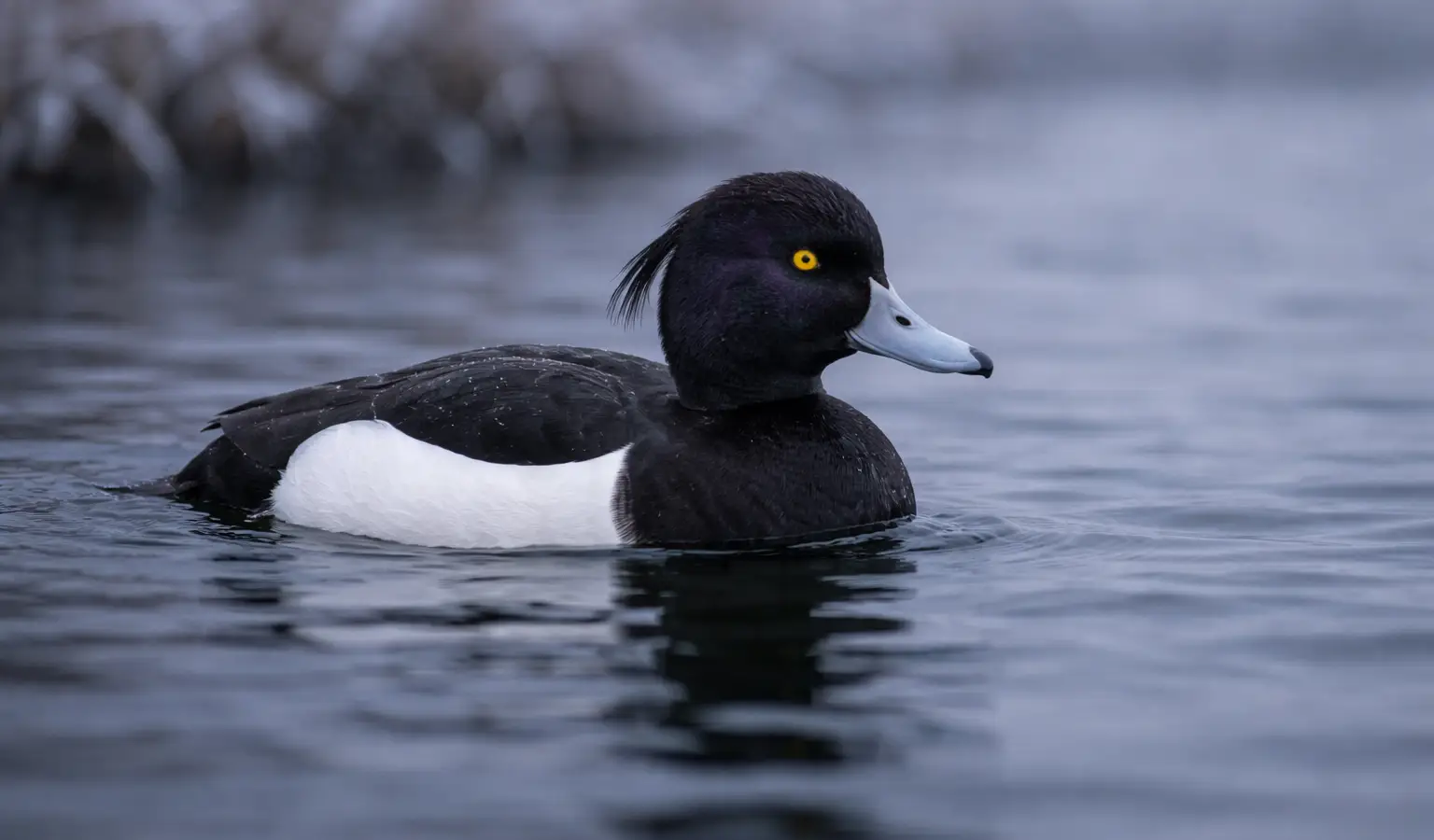 Porrón moñudo pato buceador en lago