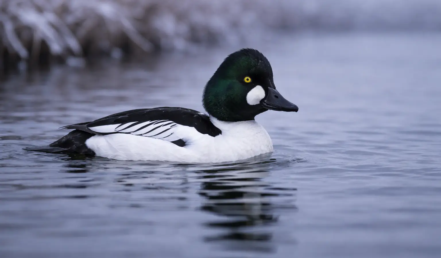 Common goldeneye diving duck on winter water