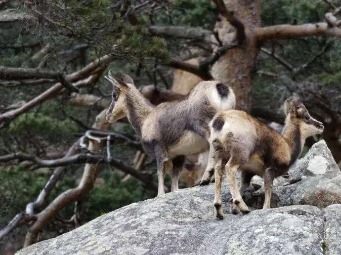 Pyrenean chamois (Rupicapra pyrenaica) in its natural mountain habitat
