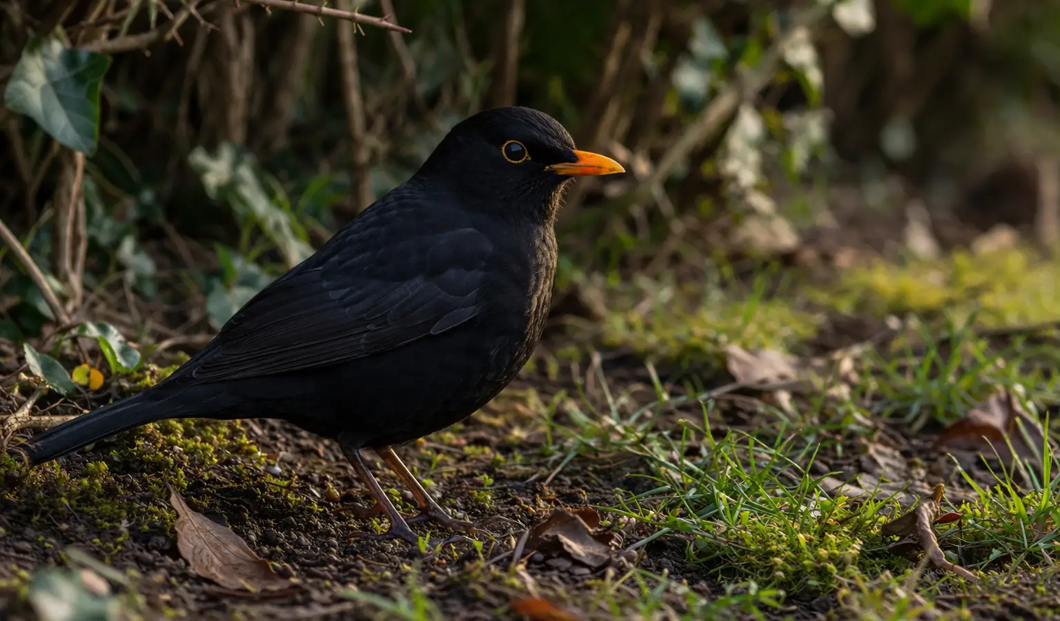 Common blackbird migratory bird in hedgerow