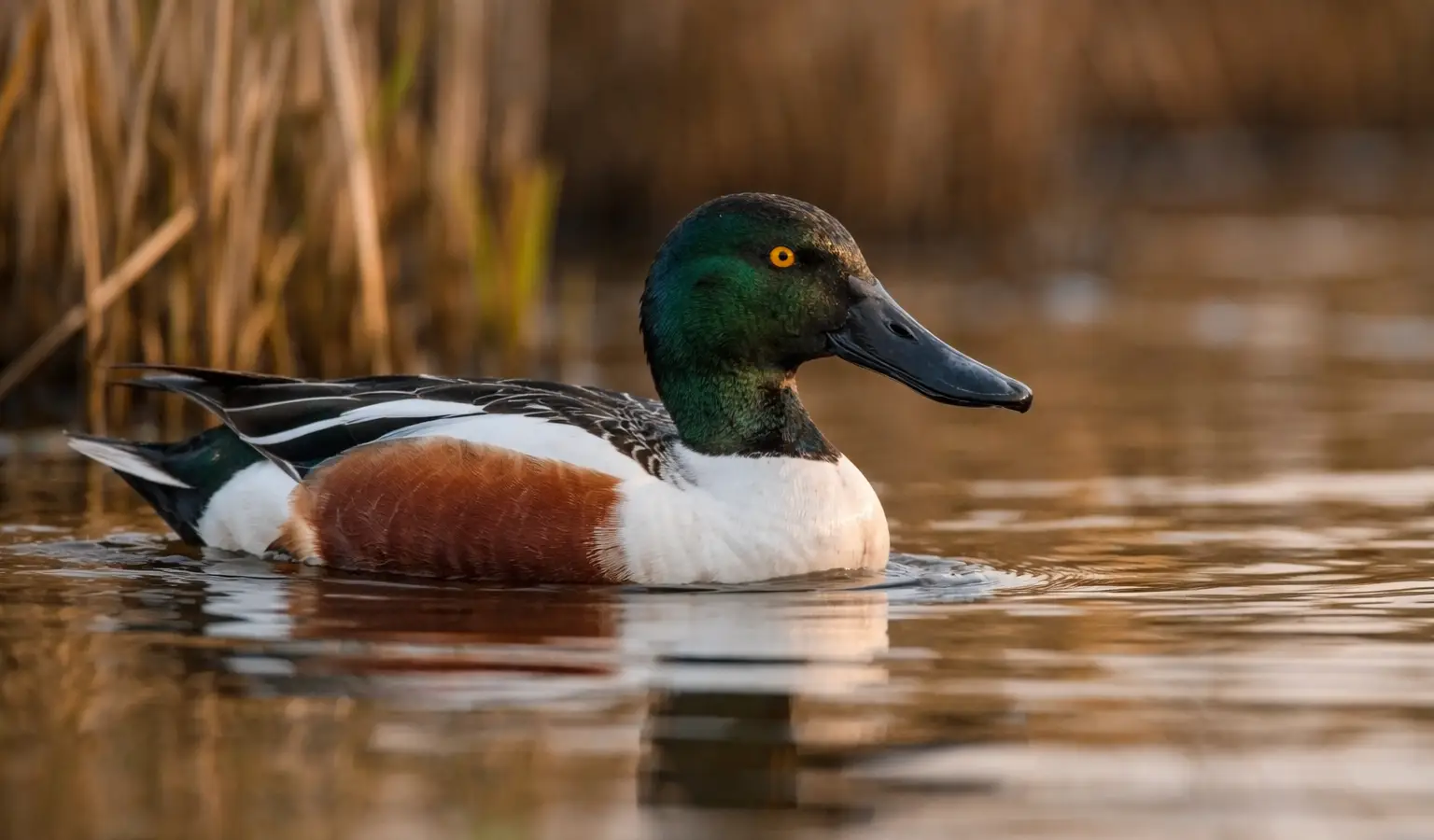 Pato cuchara ave acuática de caza en humedal